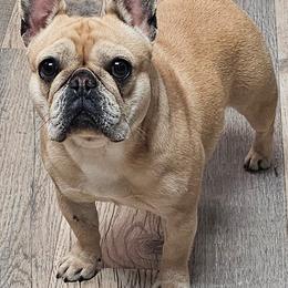 French Bulldog Puppies from LMD Frenchies