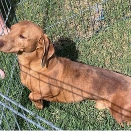 Booker - Dachshund