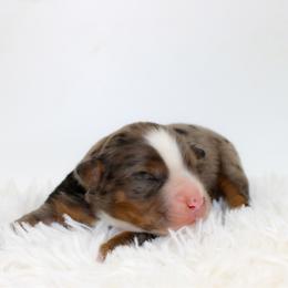 Clover - Blue merle male Miniature Australian Shepherd puppy in Foxworth, Mississippi from Ten Mile Aussies