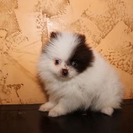 Patch - Chocolate parti male Pomeranian puppy in Corpus Christi, Texas from Crown Rose Pomeranians