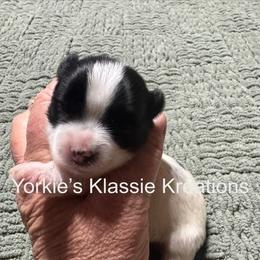 Ashleigh - Parti female Yorkshire Terrier puppy in Dierks, Arkansas from Yorkie’s Klassie Kreations