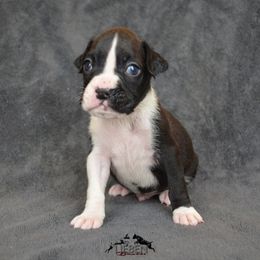 Boxer Puppies from Lieben Boxers