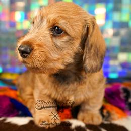 LUKA - Red male Dachshund puppy in Mc Neil, Arkansas from Shining A Lowriders & Co.