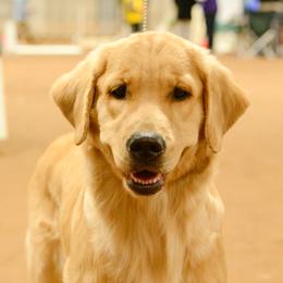 Golden Retriever puppies from Shire Springs Kennels