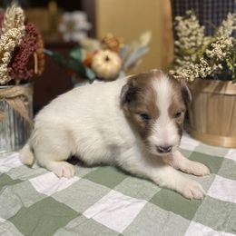 Shetland Sheepdog Puppies from Zuber’s Indiana Shelties