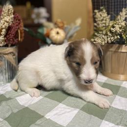 Shetland Sheepdog Puppies from Zuber’s Indiana Shelties