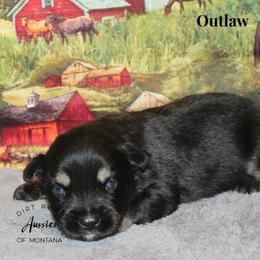 Outlaw - Black tri male Miniature Australian Shepherd puppy in Ronan, Montana from Dirt Road Aussie’s of Montana