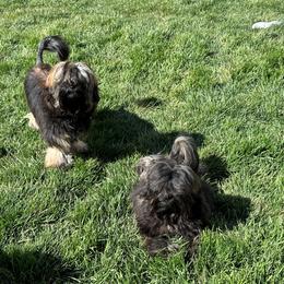 Lowchen Puppies from Calikij
