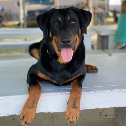 Siege - Beauceron