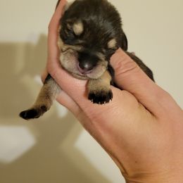 Miniature Schnauzer Puppies from Southpaw Schnauzers