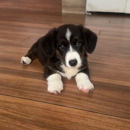 Iris - Brindle and white female Cardigan Welsh Corgi puppy in Wekiwa Springs, Florida from It is Corgiland