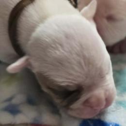 Heath - White and tan male American Bulldog puppy in Three Rivers, Michigan from Jemms Kennels