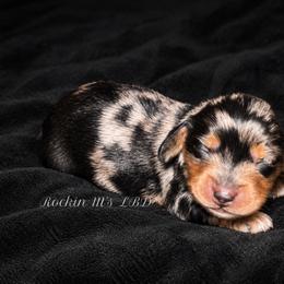Sarah - Dapple female Dachshund puppy in Ceres, California from Rockin' M’s LilBitty Dachshunds (LBD)