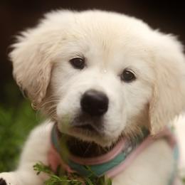 Golden Retrievers from Indy's God Given Goldens