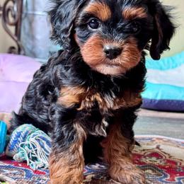 Summer - Black and tan female Cavapoo puppy in Macomb, Missouri from Hunter's Puppies