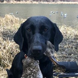 Labrador Retrievers from Dinas Duck Dogs
