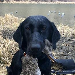 Labrador Retrievers from Dinas Duck Dogs