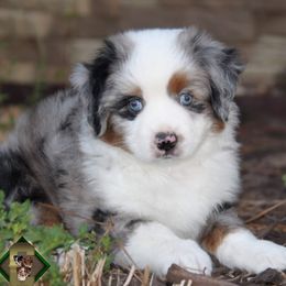 Doc - Toy Australian Shepherd