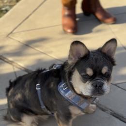 Wall-e - French Bulldog