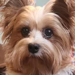 Companion Crosses and Morkies from GRIFFEY'S SPA AND KENNEL