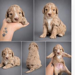 Pending-Greene Puppy - Merle male Goldendoodle puppy in Delphos, Ohio from Route 66 Poodles & Doodles, Sapphire Shih-tzu's of Ohio