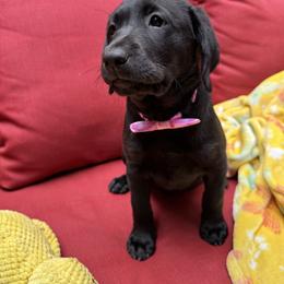 Girl 2 - Black female Labrador Retriever puppy in Holly Springs, North Carolina from Winter Creek Labradors