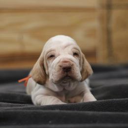 Girl 5 - White and orange female Bracco Italiano puppy in Williamsburg, Virginia from Eastern Breeze