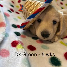 Boy 1 Dark Green Collar 4995 - Cream male Dachshund puppy in Ocala, Florida from Island Farms Mimi’s Dachshunds Florida