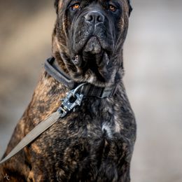 Fats - Cane Corso