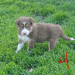 Girl 4 - Tri-color female Border Collie puppy in Wakeman, Ohio from Sandstone Ridge Kennels