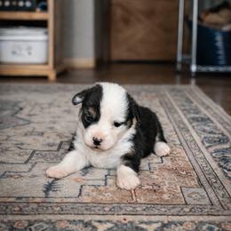 Pembroke Welsh Corgi Puppies from Maria's Pembroke Welsh Corgis