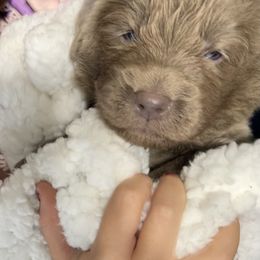 Newfoundland Puppies from Beatty Newfies