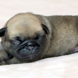 Dobby - Fawn male Pug puppy in Winnsboro, Texas from Southern pugs