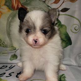 Trick - Blue merle female Pomeranian puppy in Weatherford, Texas from Jeweled Poms
