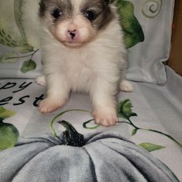 Trick - Blue merle female Pomeranian puppy in Weatherford, Texas from Jeweled Poms