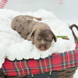 Winton - Merle male Australian Labradoodle puppy in Taylor, Michigan from Mi Best Doodle Ever, LLC