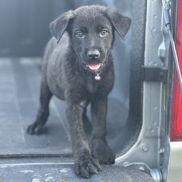 Girl 1 pink collar - Gold brindle Dutch Shepherd puppy in Saint Amant, Louisiana from Mercy Kennels