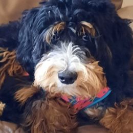Aussiedoodles, Bernedoodles, Goldendoodles, and Sheepadoodles from Treasure State Doodles & Poodles LLC
