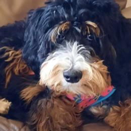 Aussiedoodles, Bernedoodles, Goldendoodles, and Sheepadoodles from Treasure State Doodles & Poodles LLC