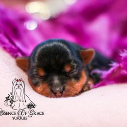 Yorkshire Terrier Puppies from Essence of Grace Yorkies