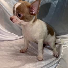 Rex - Blue and white male Chihuahua puppy in Palmyra, Indiana from Country Star Chihuahuas