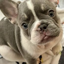French Bulldogs from Pine Point French Bulldogs