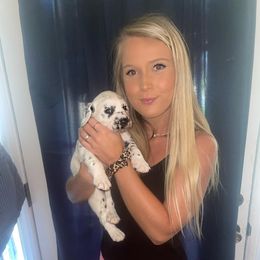 Dalmatian Puppies from Clarks 101 Dalmatians