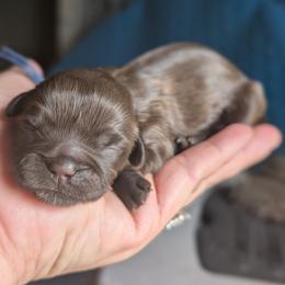 Ryker - Chocolate male Shih Tzu puppy in Claxton, Georgia from Small Pawz Shih tzu
