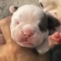 Beans - Blue male Companion Cross puppy in Fort Smith, Arkansas from Blue Elite Boston Terriers Frenchies & Frenchtons