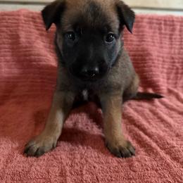 Nala - Sable female Working Dog Cross puppy in Sheridan, Arkansas from Dark Sky Kennels