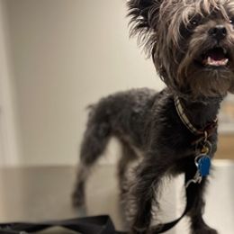 Yorkshire Terriers from Washburn Yorkies