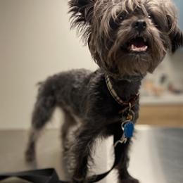 Yorkshire Terriers from Washburn Yorkies