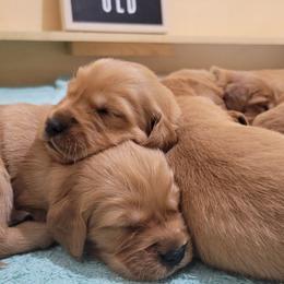 Boy 6 - Dark golden male Golden Retriever puppy in Champaign, Illinois from Paisley's Golden Pups