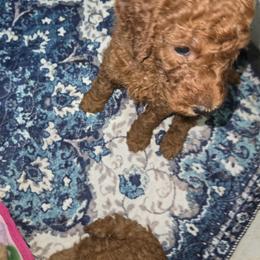 Boy 5 - male Poodle puppy in Vass, North Carolina from Dakliff Standard Poodles
